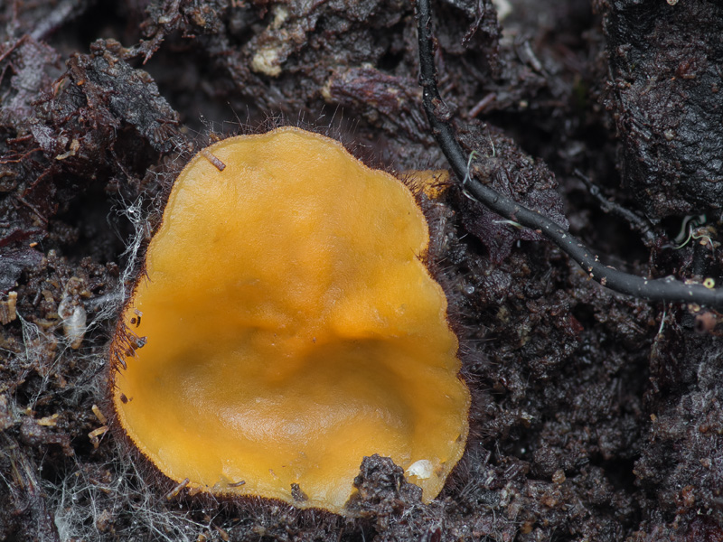 Aurantiolachnea solsequia